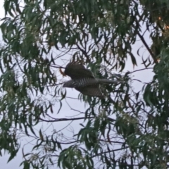 Accipiter cirrocephalus at Fyshwick, ACT - 25 Jan 2018