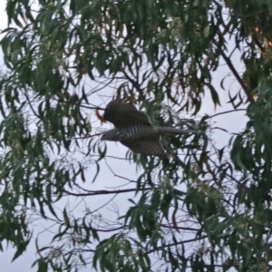 Accipiter cirrocephalus at Fyshwick, ACT - 25 Jan 2018