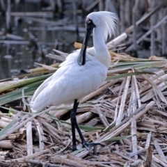 Platalea regia at Fyshwick, ACT - 25 Jan 2018