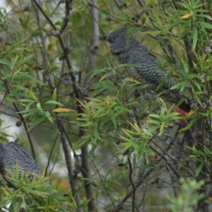 Callocephalon fimbriatum at Aranda, ACT - 2 Dec 2011