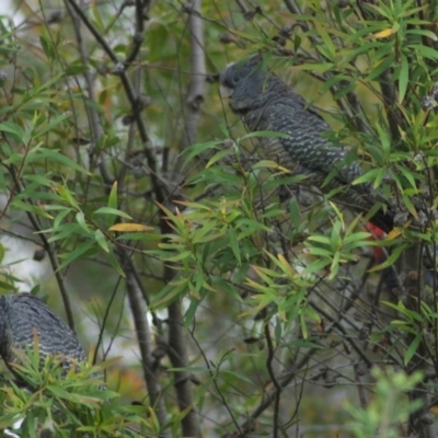 Callocephalon fimbriatum (Gang-gang Cockatoo) at Aranda, ACT - 2 Dec 2011 by KMcCue