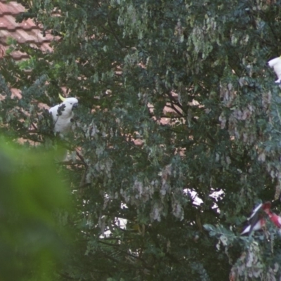 Cacatua galerita (Sulphur-crested Cockatoo) at Aranda, ACT - 9 Jan 2011 by KMcCue