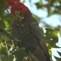 Callocephalon fimbriatum (Gang-gang Cockatoo) at Aranda, ACT - 17 Apr 2012 by KMcCue