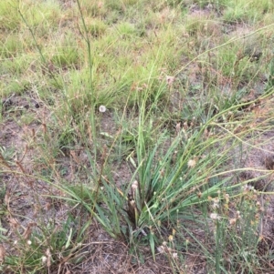 Dianella sp. aff. longifolia (Benambra) at Canberra Central, ACT - 26 Jan 2018 12:00 AM