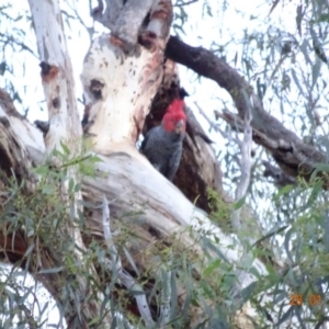 Callocephalon fimbriatum at Hughes, ACT - 26 Jan 2018