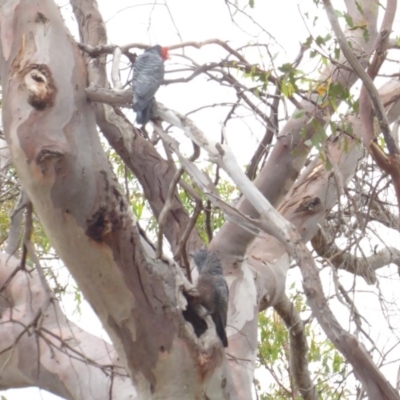 Callocephalon fimbriatum (Gang-gang Cockatoo) at Deakin, ACT - 24 Jan 2018 by JackyF