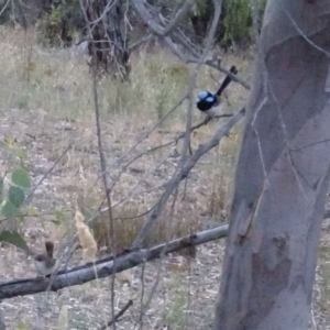 Malurus cyaneus at Deakin, ACT - 26 Jan 2018 08:03 PM