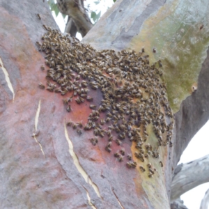 Apis mellifera at Hughes, ACT - 28 Dec 2017 05:18 PM