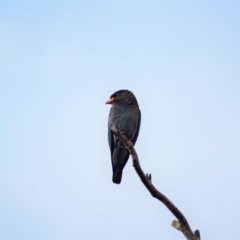 Eurystomus orientalis at Cook, ACT - 26 Jan 2018