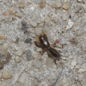 Gryllotalpa sp. (genus) at Fadden, ACT - 14 Jan 2018 08:04 PM