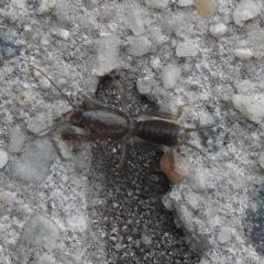 Gryllotalpa sp. (genus) at Fadden, ACT - 14 Jan 2018