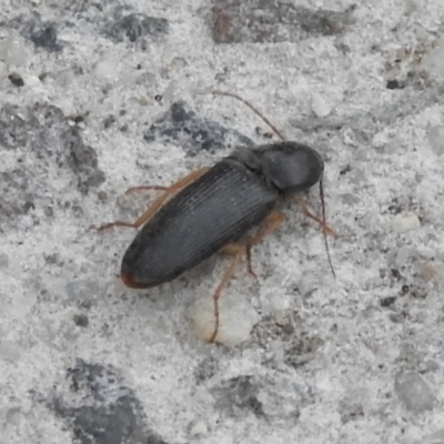 Monocrepidus sp. (genus) (Click beetle) at Fadden, ACT - 14 Jan 2018 by YumiCallaway