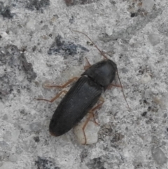 Monocrepidius (genus) at Fadden, ACT - 14 Jan 2018 08:05 PM