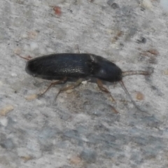 Monocrepidius (genus) at Fadden, ACT - 14 Jan 2018 08:05 PM