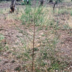 Allocasuarina verticillata (Drooping Sheoak) at Garran, ACT - 27 Jan 2018 by ruthkerruish