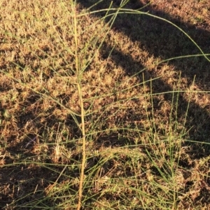 Allocasuarina verticillata at Garran, ACT - 27 Jan 2018 07:29 AM