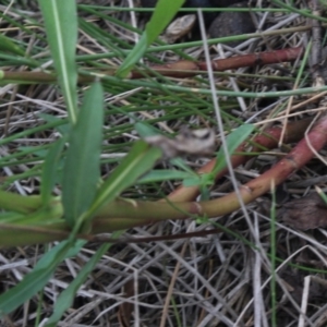 Symphyotrichum subulatum at Gundaroo, NSW - 28 Mar 2018