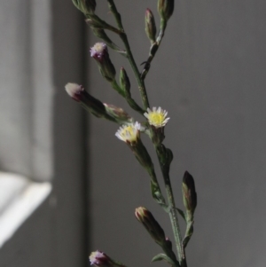 Symphyotrichum subulatum at Gundaroo, NSW - 28 Mar 2018