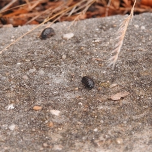 Armadillidium vulgare at Fadden, ACT - 25 Jan 2018 07:51 AM
