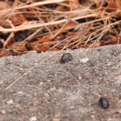 Armadillidium vulgare at Fadden, ACT - 25 Jan 2018 07:51 AM