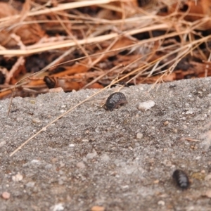 Armadillidium vulgare at Fadden, ACT - 25 Jan 2018