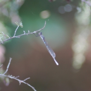 Austrolestes leda at Aranda, ACT - 26 Nov 2012