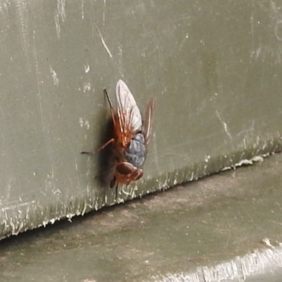 Calliphora sp. (genus) (Unidentified blowfly) at Fadden, ACT - 27 Jan 2018 by YumiCallaway