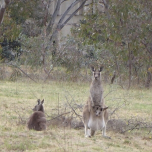 Macropus giganteus at Deakin, ACT - 7 Nov 2017 03:45 PM