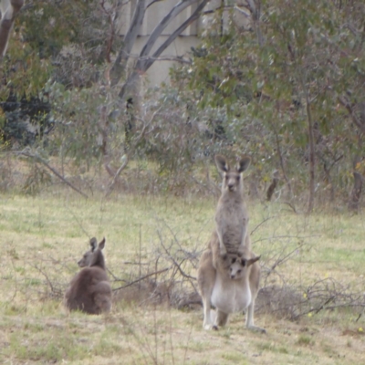 Macropus giganteus (Eastern Grey Kangaroo) at Deakin, ACT - 7 Nov 2017 by JackyF