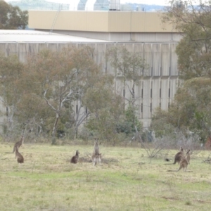 Macropus giganteus at Deakin, ACT - 7 Nov 2017