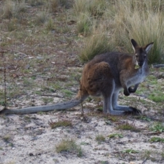 Notamacropus rufogriseus (Red-necked Wallaby) at Rendezvous Creek, ACT - 27 May 2009 by KMcCue