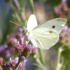 Pieris rapae (Cabbage White) at Stony Creek - 16 Jan 2018 by Christine