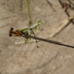 Nososticta solida at Stromlo, ACT - 17 Jan 2018