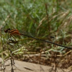 Nososticta solida at Stromlo, ACT - 17 Jan 2018