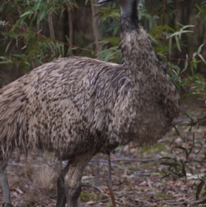 Dromaius novaehollandiae at Cotter River, ACT - 23 Apr 2016