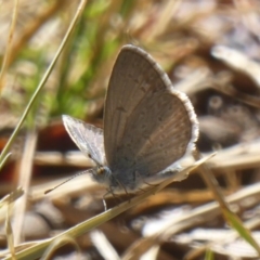 Zizina otis (Common Grass-Blue) at Stromlo, ACT - 16 Jan 2018 by Christine