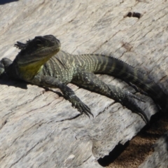 Intellagama lesueurii howittii (Gippsland Water Dragon) at Stromlo, ACT - 17 Jan 2018 by Christine