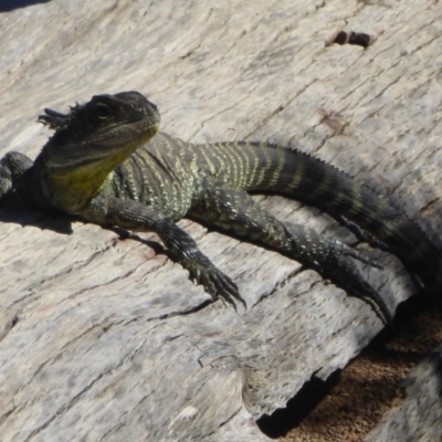 Intellagama lesueurii howittii (Gippsland Water Dragon) at Stony Creek - 16 Jan 2018 by Christine