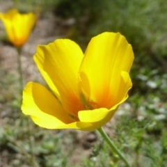 Eschscholzia californica (California Poppy) at UMD007: Casuarina Sands, Cotter - 16 Jan 2018 by Christine