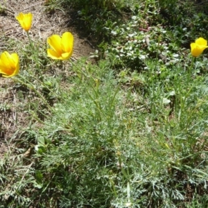 Eschscholzia californica at Stromlo, ACT - 17 Jan 2018