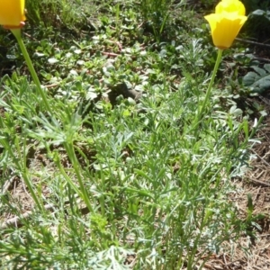 Eschscholzia californica at Stromlo, ACT - 17 Jan 2018