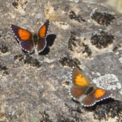 Lucia limbaria (Chequered Copper) at Stromlo, ACT - 17 Jan 2018 by Christine