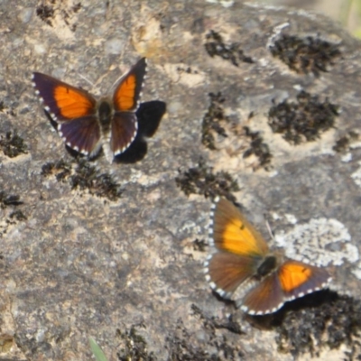 Lucia limbaria (Chequered Copper) at Stromlo, ACT - 16 Jan 2018 by Christine