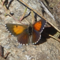 Lucia limbaria at Stromlo, ACT - 17 Jan 2018