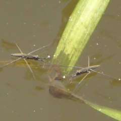 Gerridae (family) (Unidentified water strider) at UMD007: Casuarina Sands, Cotter - 16 Jan 2018 by Christine