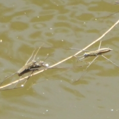 Gerridae (family) at Stromlo, ACT - 17 Jan 2018