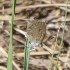 Zizina otis (Common Grass-Blue) at Stromlo, ACT - 17 Jan 2018 by Christine