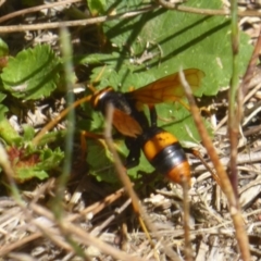 Cryptocheilus sp. (genus) (Spider wasp) at Stromlo, ACT - 17 Jan 2018 by Christine