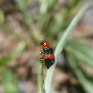 Dicranolaius bellulus at Uriarra Village, ACT - 17 Jan 2018 12:40 PM