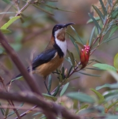 Acanthorhynchus tenuirostris (Eastern Spinebill) at Acton, ACT - 20 Sep 2010 by KMcCue